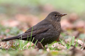 Female blackbird (Turdus merula) about to fly off from grass of backyard lawn. Common garden bird found in the UK and Europe.