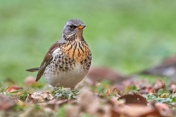 A stunning Fieldfare (Turdus pilaris) perched on the ground on a grass mound.