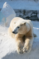 Funny polar bear. Polar bear sitting in a funny pose. white bear