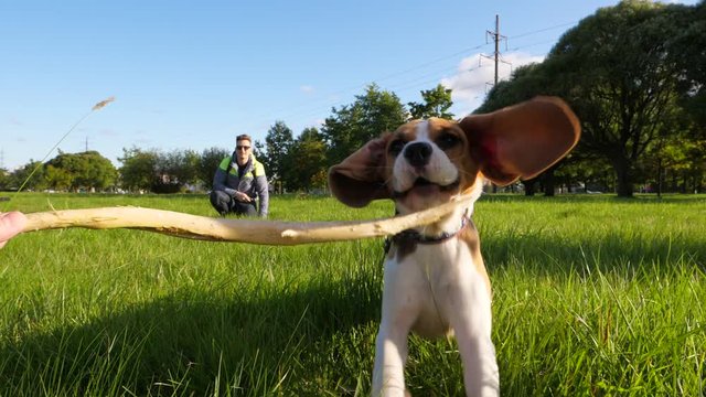 Funny and cute young beagle dog rush towards, want to catch wooden stick but miss and overrun, slow motion shot. Sweet moments of playing outdoors with lovely pet. Long ears flap around