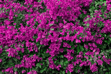 Obraz premium Blossoming beautiful pink Bougainvillea flowers with green leaves