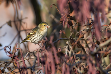 Female siskin feeding (Carduelis spinus or Spinus spinus). Eurasian Siskin sitting in a tree crown in the forest.