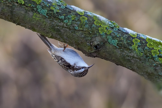 Eurasian or common treecreeper (Certhia familiaris) perching on a tree trunk with brown blurred background. Little passerine bird with streaked and spotted brown upper part and whitish inner part.