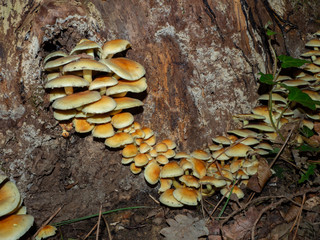 Group of armillaria on on an old wooden stump