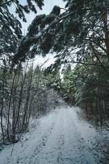 Scenic winter road in the forest