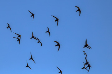 A flock of  flying black swifts. Common Swift (Apus apus).
