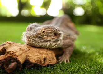 Bearded lizard (Pogona barbata) and tree branch on green grass, closeup. Exotic pet