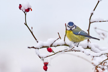 Blue tit (Cyanistes caeruleus), single bird on branch in snow.