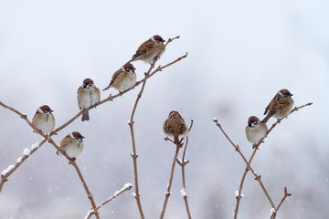 Songbird Tree Sparrow (Passer montanus), sitting on branch with snow during winter. Big flock of...