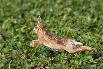Brown European hare is running in the beautiful light on brown field,european wildlife, wild animal in the nature habitat, lepus europaeus.