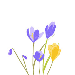 Crocus flowers, yellow and purple floral illustration. First spring blossom, bouquet of beautiful saffron inflorescence