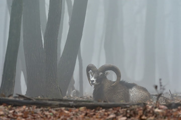 Male of Mouflon (Ovis aries musimon), Ovis orientalis, winter scene with fogs in the forest, horned animal in the nature habitat. Portrait of mammal with big horns.