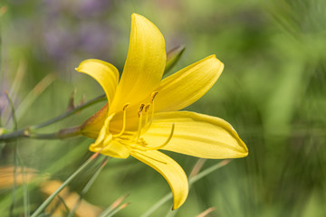 Obraz premium Yellow lily flower