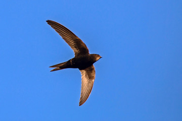 Flying swift. Common Swift (Apus apus).