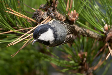 Coal Tit (Parus ater) sitting on a pine perch. Cute songbird in early morning light and orange background.