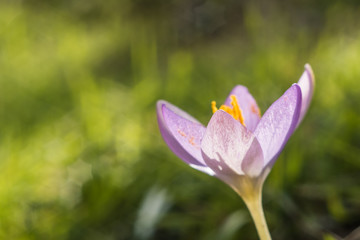 Violet crocus flower