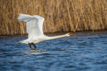 Fototapeta premium Mute swan on river Volga in spring
