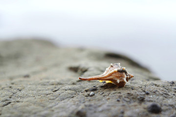Beautiful seashell on golden sand,close-up.