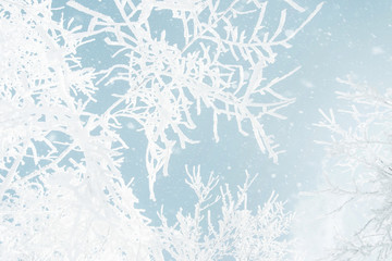 Obraz premium Branches of trees in frost against blue sky in winter.