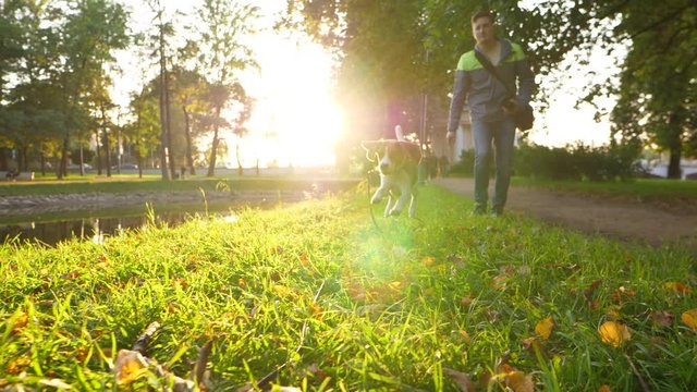 Man play with young dog, toss stick towards, doggy rush to catch toy, sunny evening at city park, bright sun shine ahead, green grass blades glow in backlight. Slow motion shot of simple fetch game