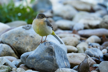 The grey wagtail (Motacilla cinerea) is a member of the wagtail family, Motacillidae. Birds in a typical breeding ecosystem.