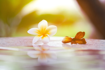 Fresh and dry Frangipani flowers. Placed next to each other on a marble table Which is clearly different With a golden light shining from the back