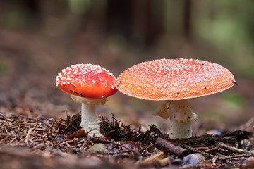 Amanita Muscaria, poisonous mushroom. Photo has been taken in the natural forest background, one spotted toadstools in the woods.