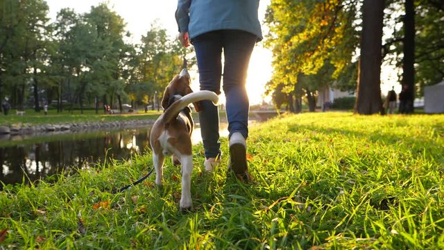 Obedient young beagle stand up and follow owner, walk near and behind, sunny evening park area, beautiful environment. Slow motion shot, dolly camera follow lovely pair