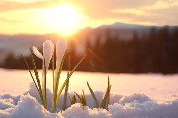  Beautiful crocuses growing through snow, space for text. First spring flowers © New Africa