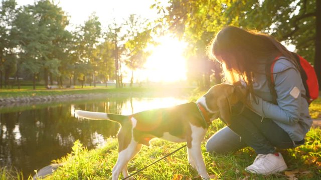 Lovely young beagle dog go to owner girl sitting squat at grassy shore, cute scene at golden hour in beautiful sunny park. Slow motion, doggy wag tail and stretch out head to woman