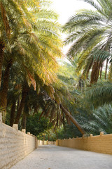 View of the UNESCO enlisted oasis with traditional water channels and various palms in Al Ain, United Arab Emirates.