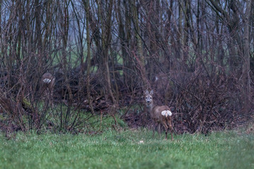 Alert roe deer in meadow near bushes.