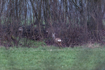 Alert roe deer in meadow near bushes.