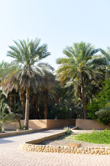 Fototapeta na wymiar View of the UNESCO enlisted oasis with traditional water channels and various palms in Al Ain, United Arab Emirates.