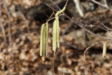 early alder catkins on blurry background of dry foliage, spring, allergy