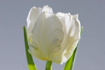 Close up white tulip with green leaves and .with transparent petals and thin fancy fine structure on grey background is suitable for cheap postcards by March 8 for undemanding customers