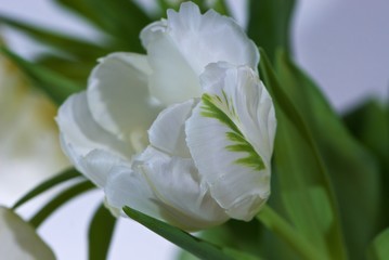 Close up white tulip with green leaves and with green veins on white background is suitable for cheap postcards by March 8 for undemanding customers