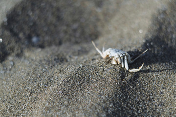 Dead crab on a sandy beach. concept of nature, aquatic animal life.