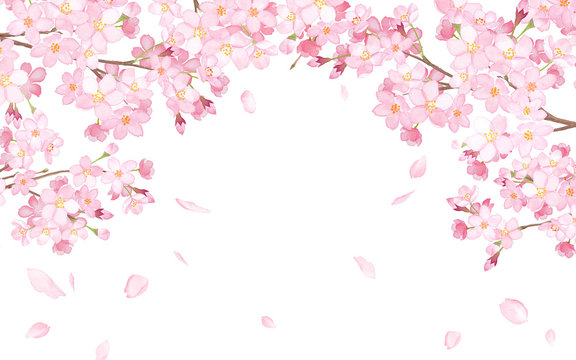 桜と散る花びらのアーチ型フレーム　水彩イラスト