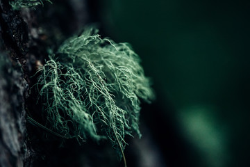 Lichen hanging from a tree