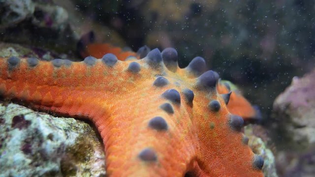 Top view Star fish in pond.