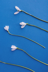 Snowdrop flowers on blue background. Spring minimal concept. Flat lay, copy space, top view.