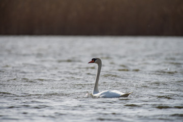 Fototapeta premium Mute swan on river Volga in spring