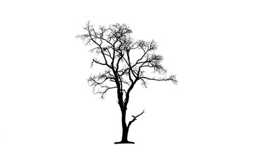 Black tree,Tree silhouette on isolated on white background