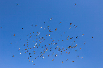 flock of birds soar freely in the sky