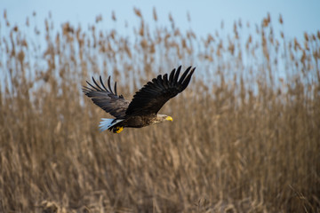 White-tailed eagle in spring morning