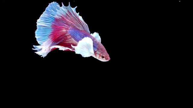 slow motion of Siamese fighting fish (Betta splendens), well known name is Plakat Thai