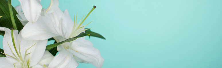 white lilies with green leaves isolated on turquoise, panoramic shot