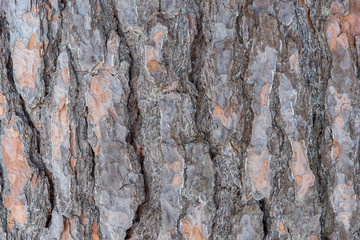 Background from the bark of an old pine