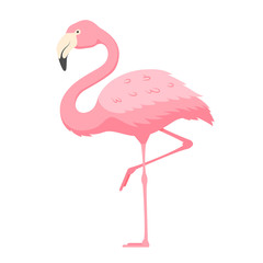 Pink flamingo, exotic tropical bird with bright plumage